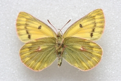 Colias ladakensis