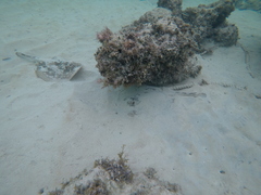 Urobatis jamaicensis