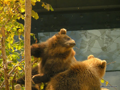 Ursus arctos