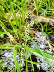 Carex buxbaumii