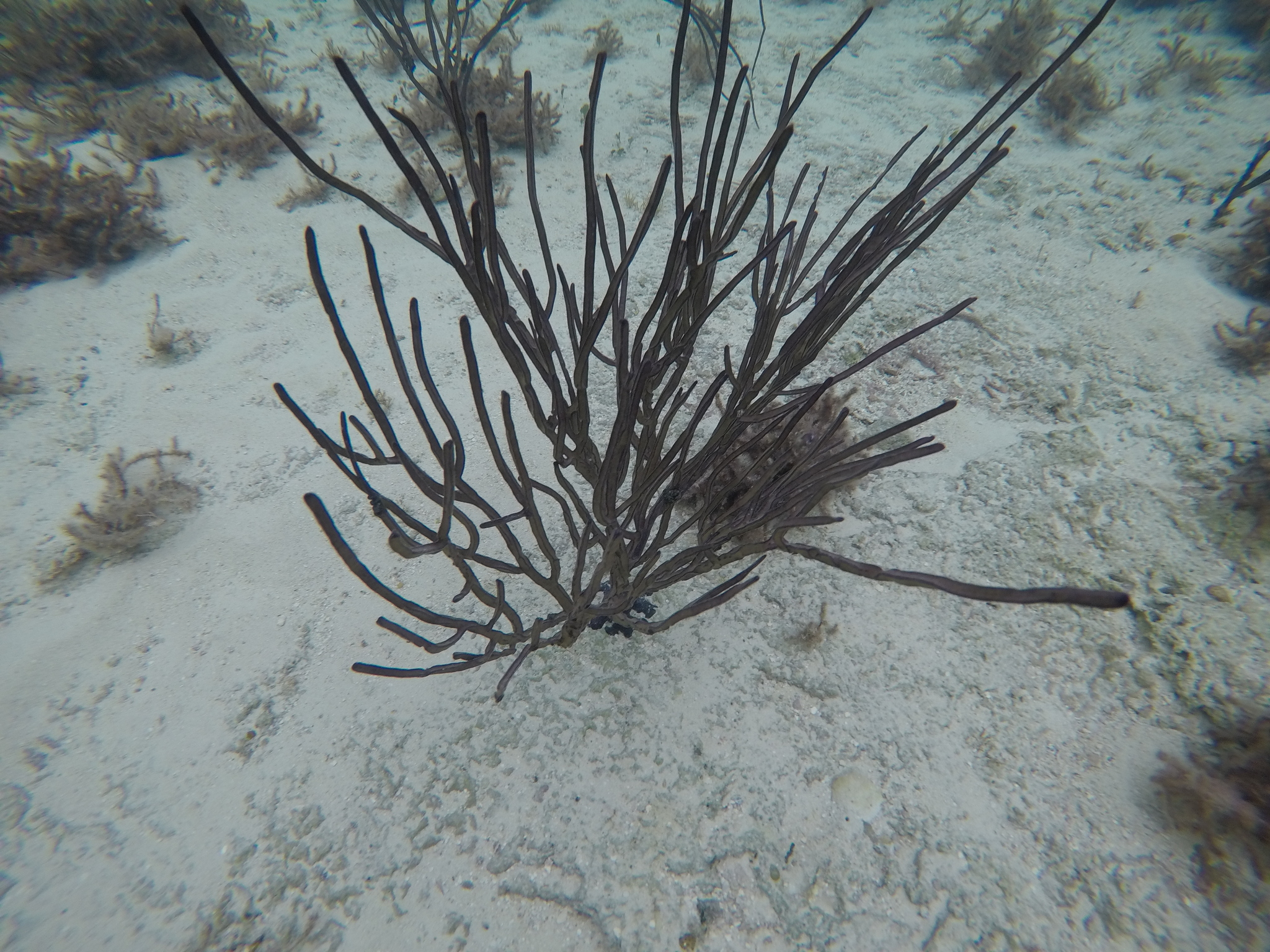 Pterogorgia anceps (Pallas, 1766)