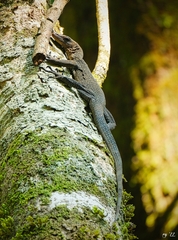 Varanus caerulivirens