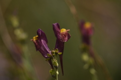 Linaria transiliensis