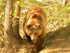 Ursus arctos