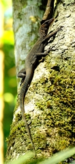Varanus caerulivirens
