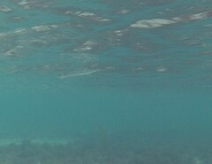 Tylosurus crocodilus