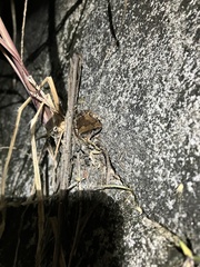 Microhyla mukhlesuri