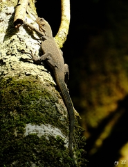 Varanus caerulivirens