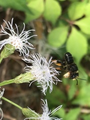 Megachile bahamensis