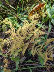 Gymnocarpium dryopteris