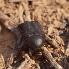 Protaetia opaca