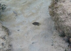 Stegastes leucostictus