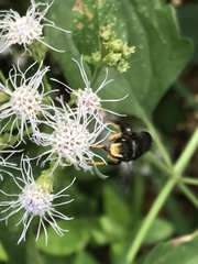 Megachile bahamensis