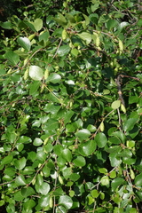 Betula divaricata