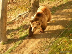 Ursus arctos