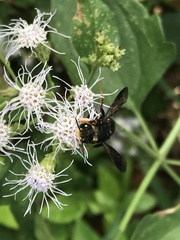 Megachile bahamensis