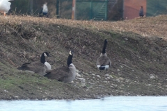 Branta canadensis