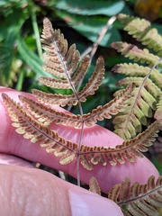 Gymnocarpium dryopteris
