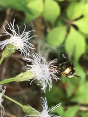 Megachile bahamensis