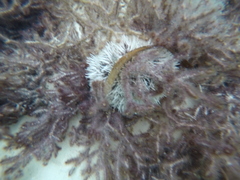 Lytechinus variegatus