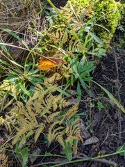 Gymnocarpium dryopteris