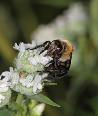 Ptilothrix bombiformis