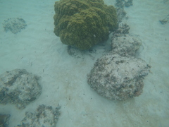 Urobatis jamaicensis