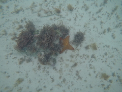 Oreaster reticulatus