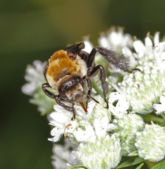 Ptilothrix bombiformis