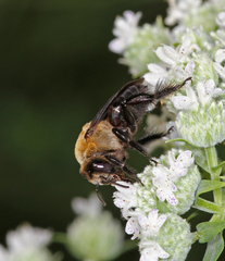 Ptilothrix bombiformis
