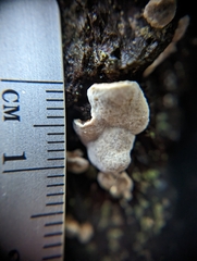 Fomitopsidaceae