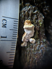 Fomitopsidaceae