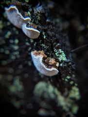 Fomitopsidaceae