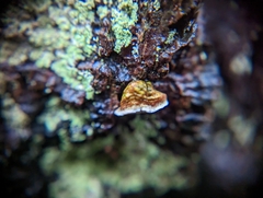 Fomitopsidaceae