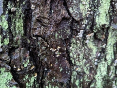 Fomitopsidaceae
