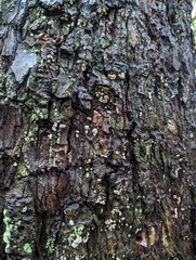 Fomitopsidaceae