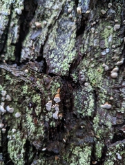 Fomitopsidaceae