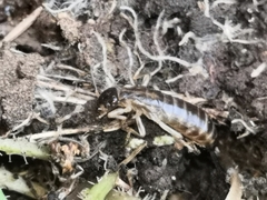 Perirrhytus madeirensis