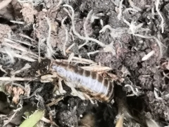 Perirrhytus madeirensis