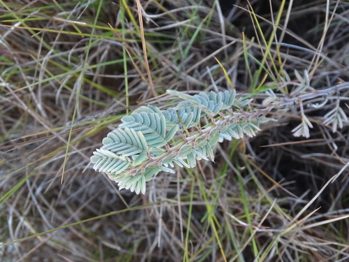 Image of Chamaecrista lineata by no rights reserved