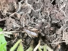 Perirrhytus madeirensis