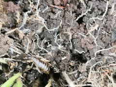 Perirrhytus madeirensis