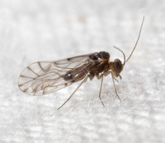 Lachesilla nubilis