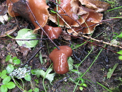 Gymnopus dryophilus