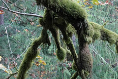 Pseudisothecium stoloniferum