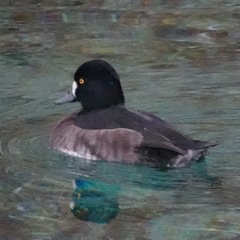 Aythya fuligula