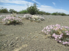 Polemoniaceae