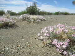 Polemoniaceae