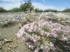 Polemoniaceae