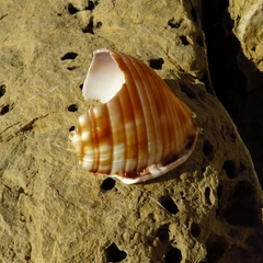 Semicassis undulata